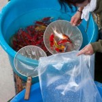 penjual ikan koi