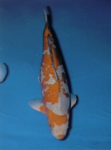 Koi16