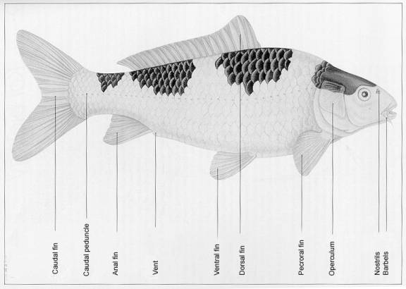 kontes ikan koi