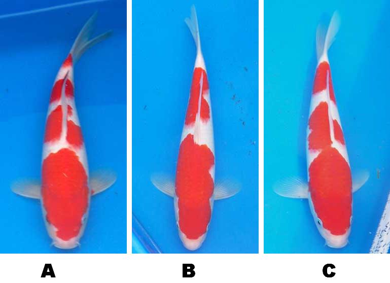 kontes ikan koi