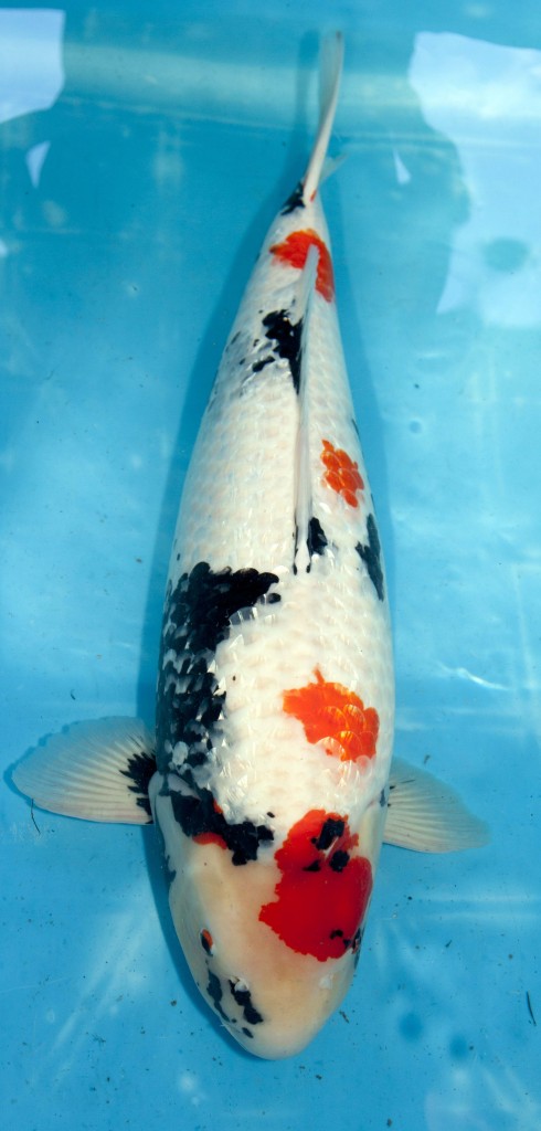 koi import
