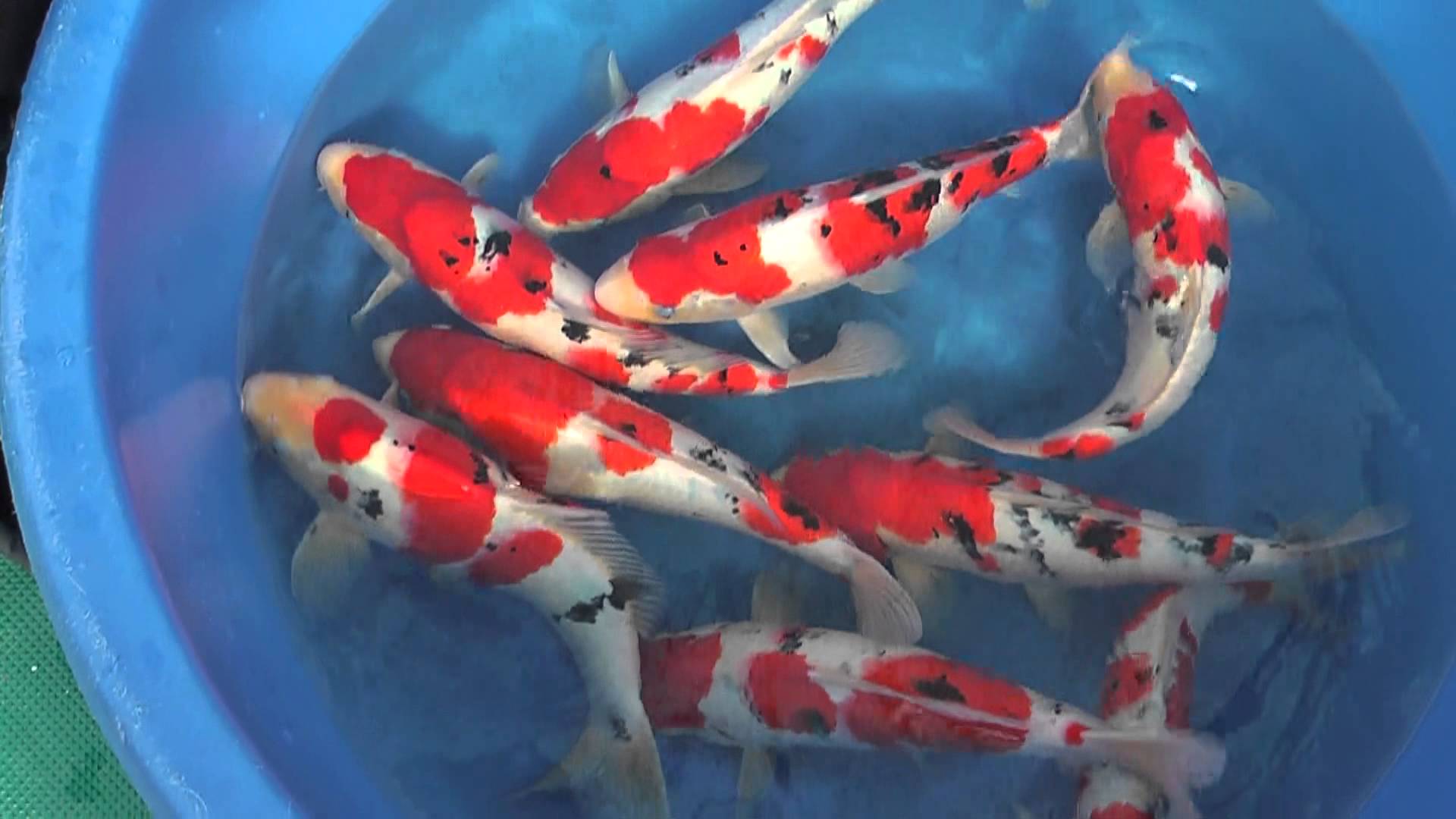 kontes ikan koi