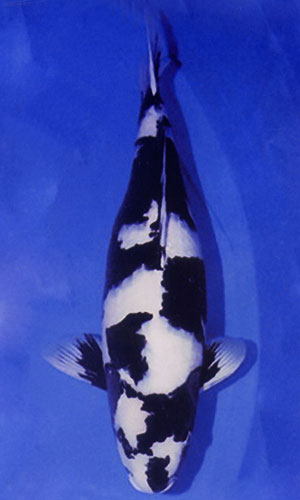 kontes ikan koi