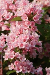 weigela