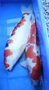 KHV Koi Herpes Virus