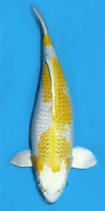 hariwake