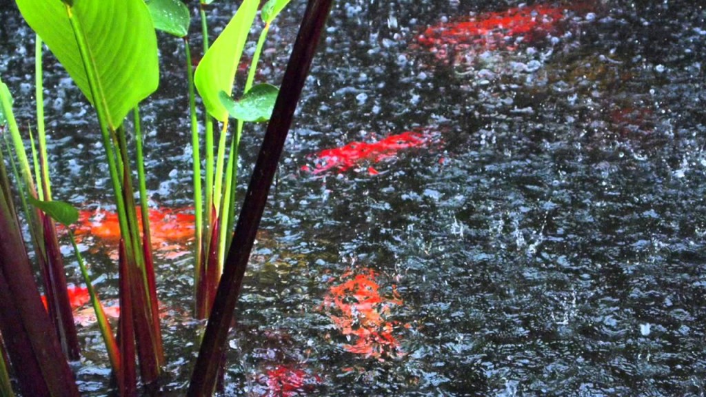 kolam koi di musim hujan