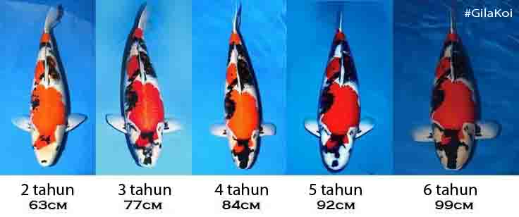 showa evolution net