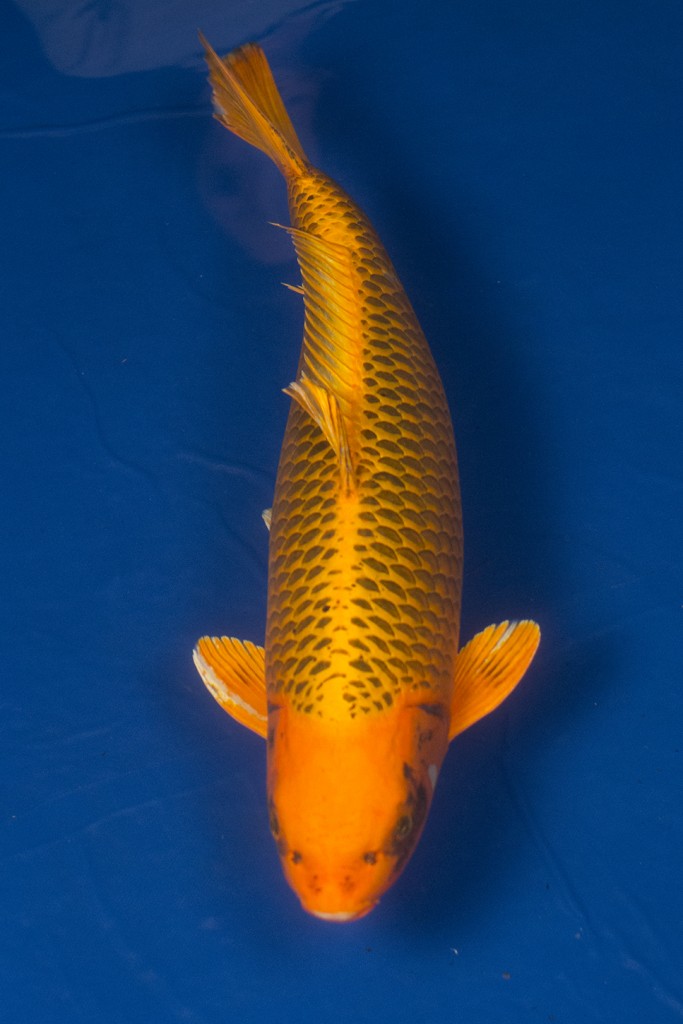 hikarimono ogon