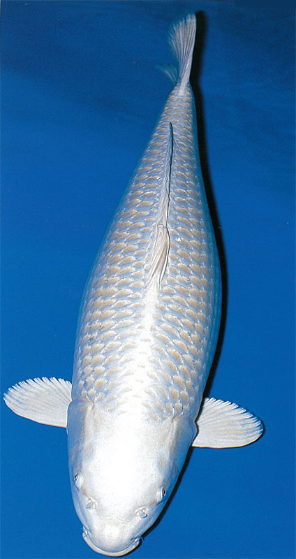 kerok koi
