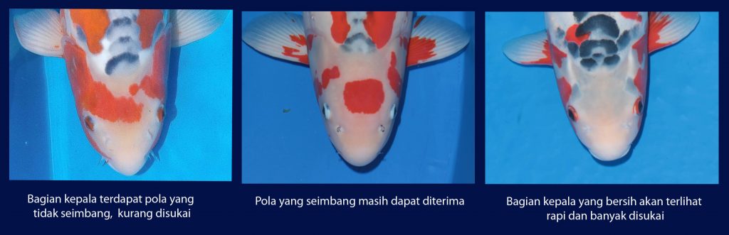Doitsugoi koi tanpa sisik