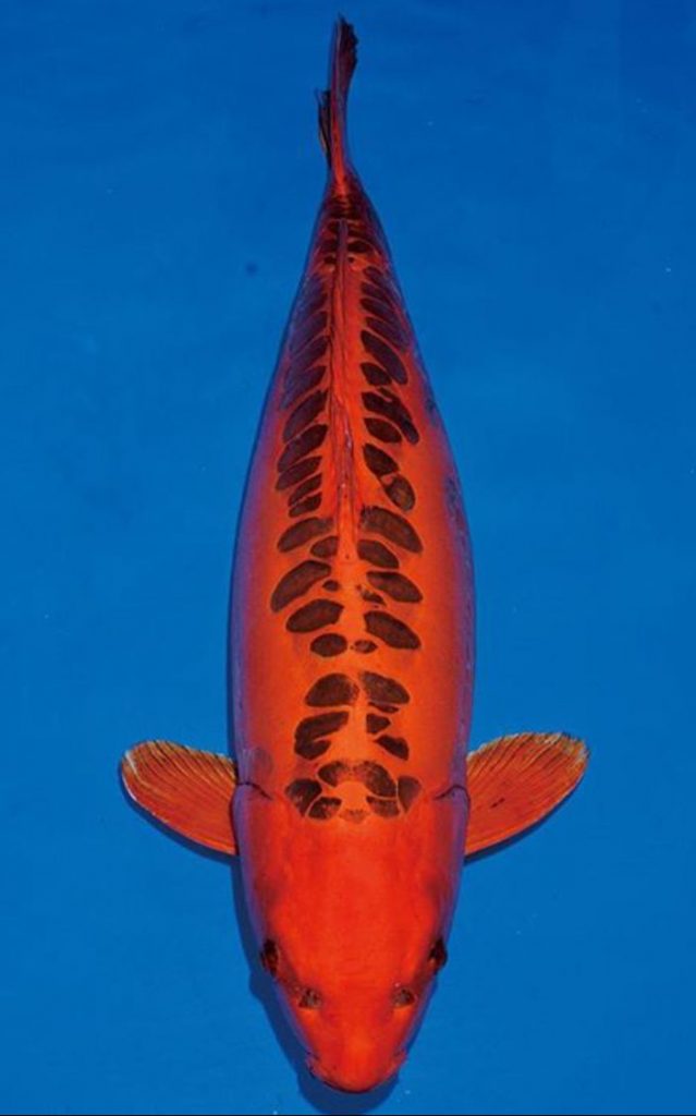Doitsugoi koi tanpa sisik