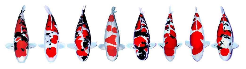 ikan koi yang bagus