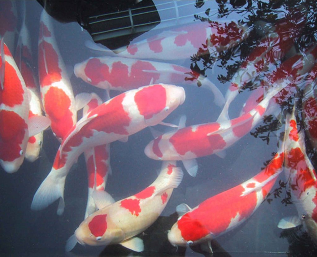 Memelihara Koi di rumah
