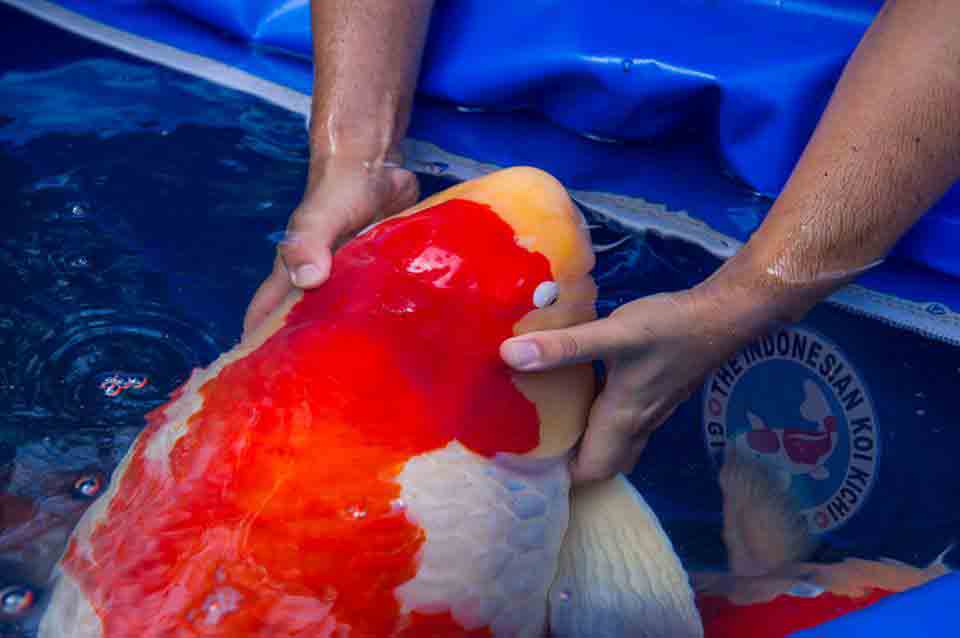 Agar Ikan Koi Cepat Besar