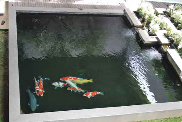 koi cepat besar