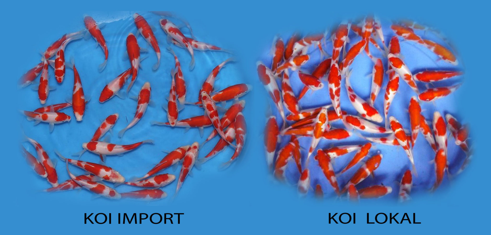 Agar ikan koi cepat besar