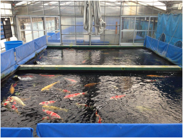 Koi Lokal