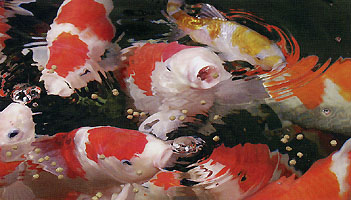 merawat ikan koi