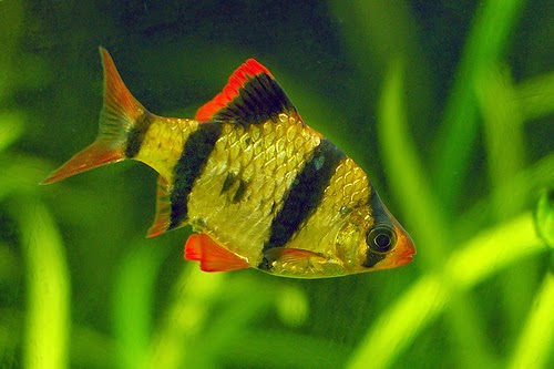 ikan hias sumatera