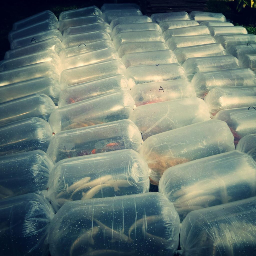 Cara Merawat Ikan Koi Baru Beli