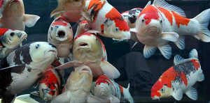 sejarah ikan koi