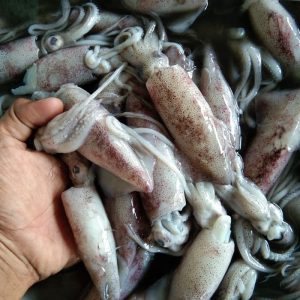 meningatkan warna sumi