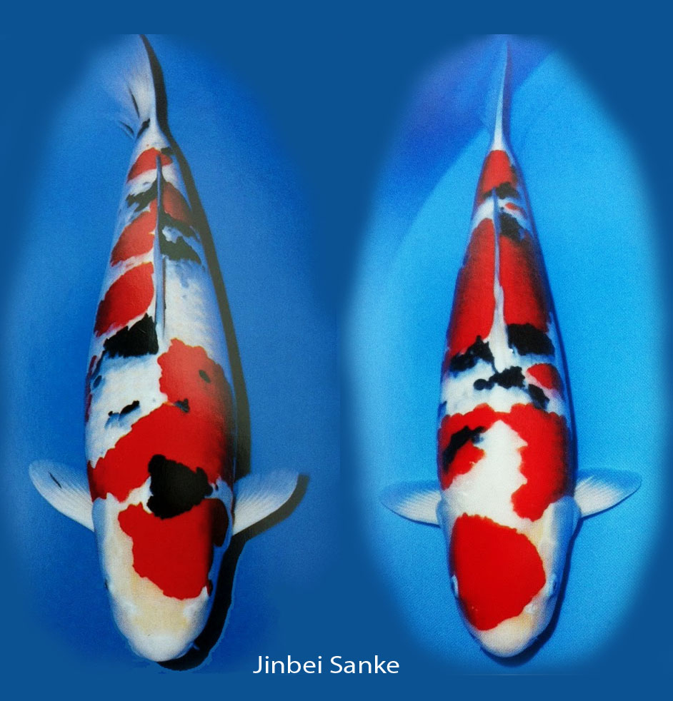 koi sanke