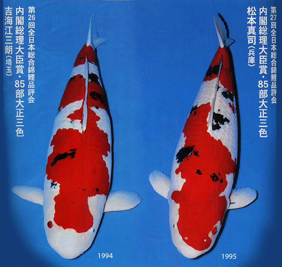koi sanke