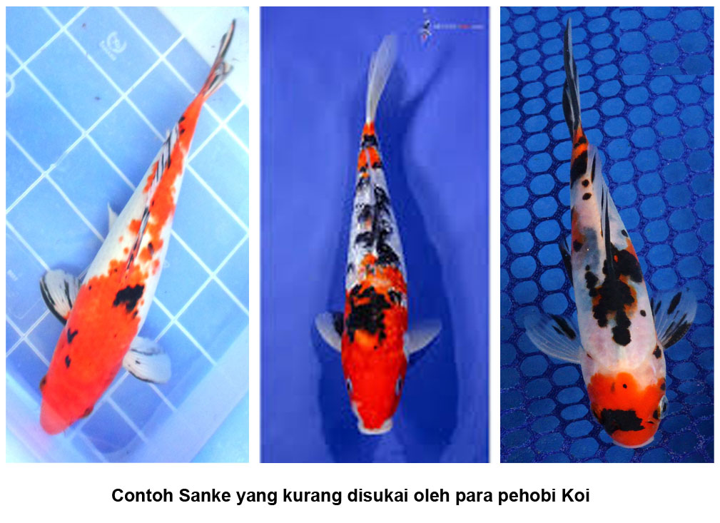 koi sanke
