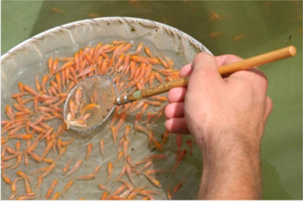 burayak ikan koi
