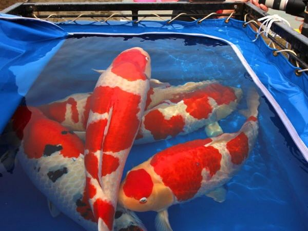 kedalaman kolam ikan koi