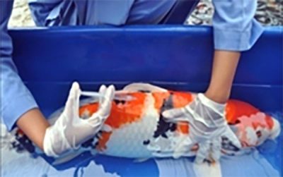 antibiotik ikan koi