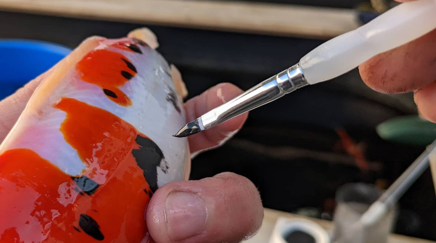 koi coating