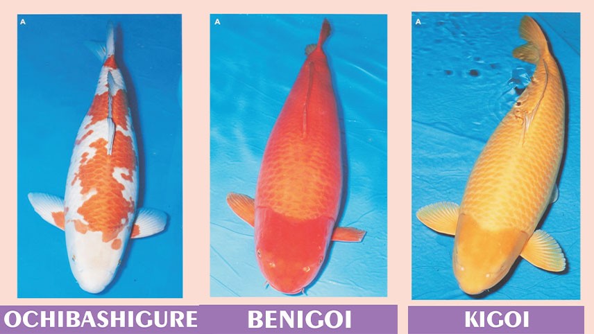 Ochibashigure, Benigoi, Kigoi